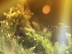 Spider web with lens flare Stock Footage