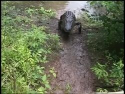 Alligator crawling up muddy bank and under bridge, front view, front view, Brazos Bend State Park, Texas, USA Stock Footage