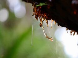 Resine drops Stock Footage