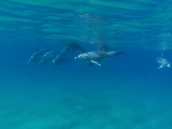 MS PAN TD Shot of Bottlenose dolphin pod swimming towards with sunlight filtering through water surface and reflecting on dolphins / Sodwana Bay, KwaZulu Natal, South Africa Stock Footage