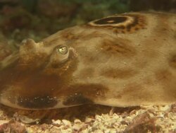Bullseye Electric Ray, Macro, Mexico  Stock Footage