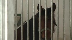 VOICED : Political horse trading threatening Polands prized Arabians News Clip