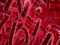 Red Bacteria Stock Footage