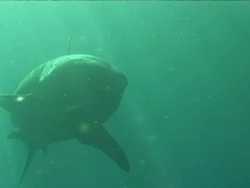 Wide Shot pan-right - A great white shark glides through sun-dappled water. Stock Footage