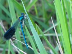 Close-up of a rare blue dragonfly among grass blades Stock Footage