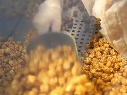 Corn. Stock Footage