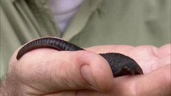 A giant leech crawls on a researcher's hand. Stock Footage