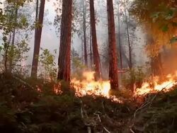 Rim Fire Burns Near Yosemite National Park Stock Footage
