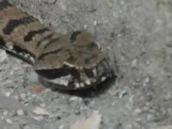 Head of snake Stock Footage