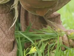 Woman weeding crop and holding it in her hands Stock Footage