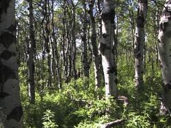 People on Horseback Stock Footage