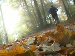 Running In The Forest Stock Footage