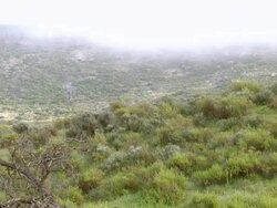 WS View of Low growing fynbos covering boulder strewn mountain slopes shrouded in mist / Namaqualand, Northern Cape, South Africa Stock Footage