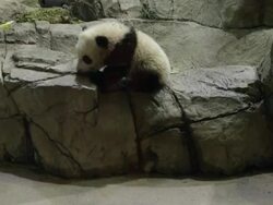 Panda Cub Bao Bao Makes Her Debut At Washington's National Zoo Stock Footage
