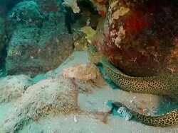MS Shot of Single honeycomb moray eel lying and resting on sea floor against reef with camel shrimp and skunk cleaner shrimp walking or crawling / Sodwana Bay, KwaZulu Natal, South Africa Stock Footage