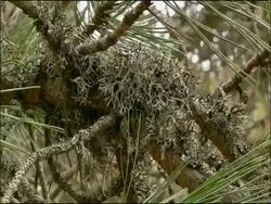 Lichen on branches, Autumn, Parque Natural Sierras de Cazorla, Andalusia, Southern Spain Stock Footage