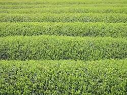 MS PAN View of Japanese tea field / Shizuoka, Hokkaido, Japan Stock Footage