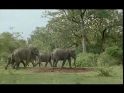 Asian Elephants (Elephas maximus) herd walk through Bandipur Forest, India Stock Footage