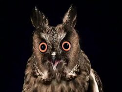 MS Shot of Long Eared Owls with Open Beak / Vieux Pont en Auge, Normandy, France Stock Footage