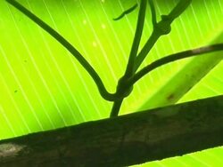 Atta worker ants Stock Footage