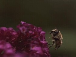 High speed hoverfly cleaning tongue Stock Footage