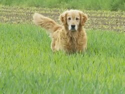 HD SLOW-MOTION: Dog Running In Grass Stock Footage