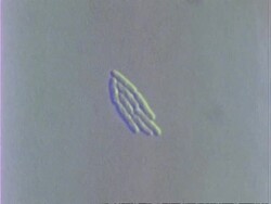 T/L - E.coli Bacteria multiplying Stock Footage