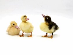 Three ducklings Stock Footage