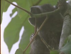 Three-toed Sloth, BCU sloth chews leaf stem, Panama Stock Footage