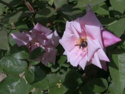 Black Bee Collecting Pollen on Pink Rose Stock Footage