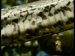 BCU Pythons underside scales moving, Kenya Stock Footage