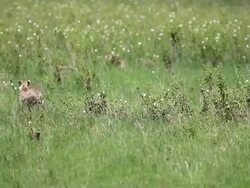 Cheetah Stock Footage