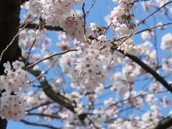 Cherry Blossom, Sakura, Tokyo, Japan Stock Footage