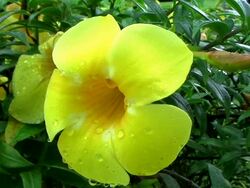 Glorious Flower Stock Footage