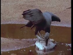 MCU Black vultures eating washed up piranha, South America Stock Footage