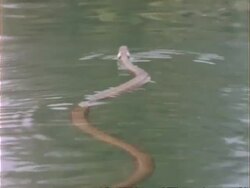 CU Grass Snake swims away from camera, UK Stock Footage