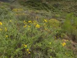 WS TU View of Various shrubs and bush growing along foothills of mountain range / Namaqualand, Northern Cape, South Africa Stock Footage