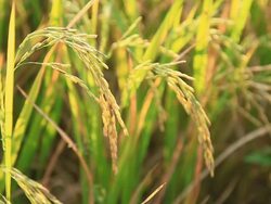 Rice in the fields. Stock Footage