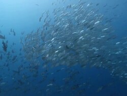 MS Schooling big eye jackfish and grey reef shark / Palau, Micronesia, Palau  Stock Footage