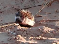 MS TS View of Desert hedgehog (Paraechinus aethiopicus) looking for food in desert / eilat, negev desert, Israel Stock Footage