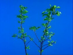 T/L leaves - MCU stems of beech tree leaf buds burst open, leaves spread, blue background Stock Footage