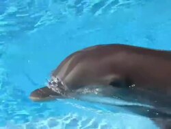 Swimming Dolphin Stock Footage
