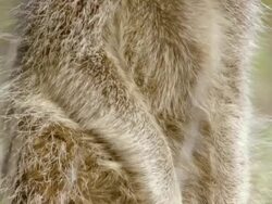 CU TU Shot of Single meerkat standing on back legs observing surroundings intently / Namaqualand, Northern Cape, South Africa Stock Footage
