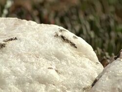 MS Shot of White and black mottled quartz rock / Namaqualand, Northern Cape, South Africa Stock Footage