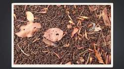 The Age of Giant Insects Instructional Video