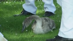 Swans beware - ancient tradition takes to the Thames News Clip