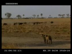 Pair of Lioness watching buffalo herd retreating in grassland, WA, Botswana Stock Footage