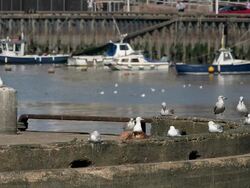 SEAGULLS AND FISHING BOATS Stock Footage