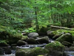 Rocky stream in forest Stock Footage