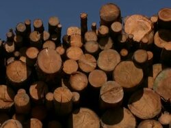 Timber stack Stock Footage